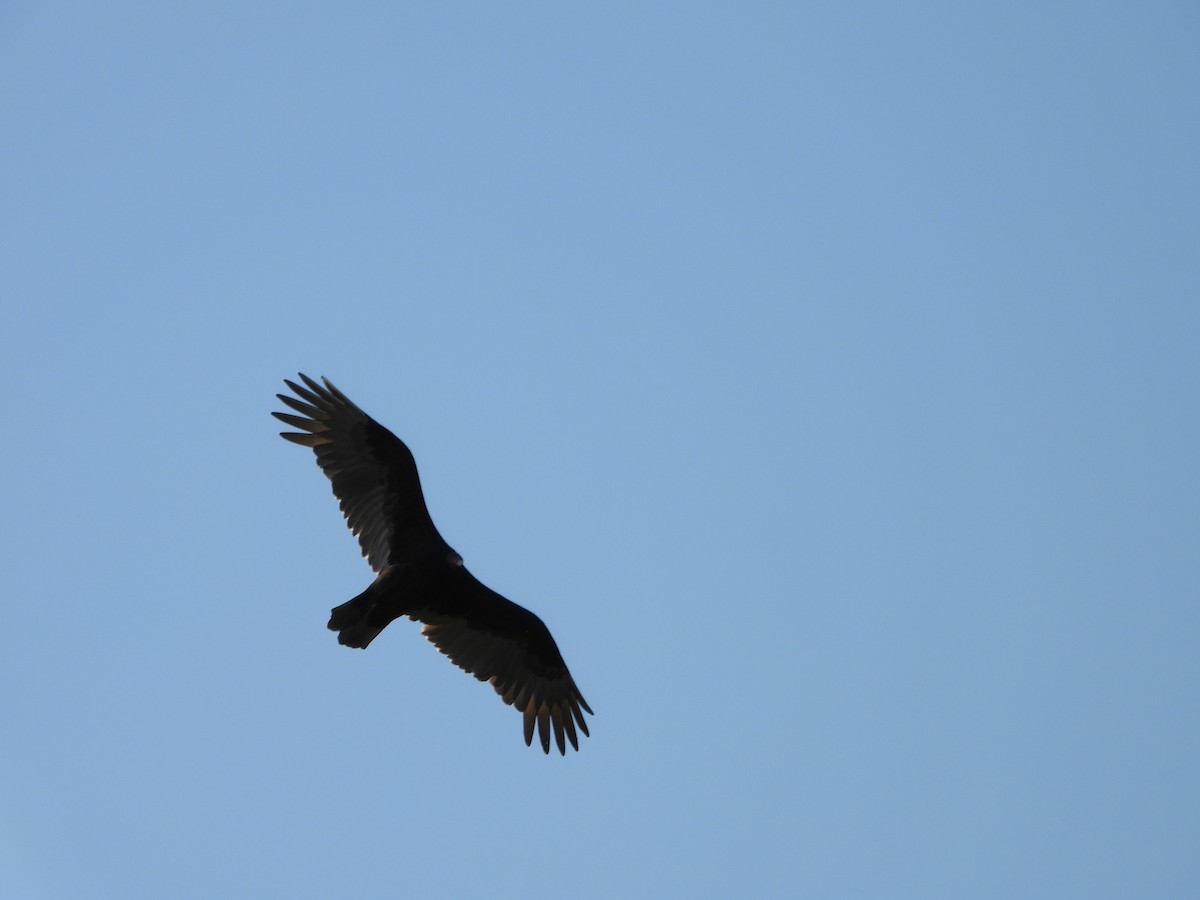 Turkey Vulture - ML645898953