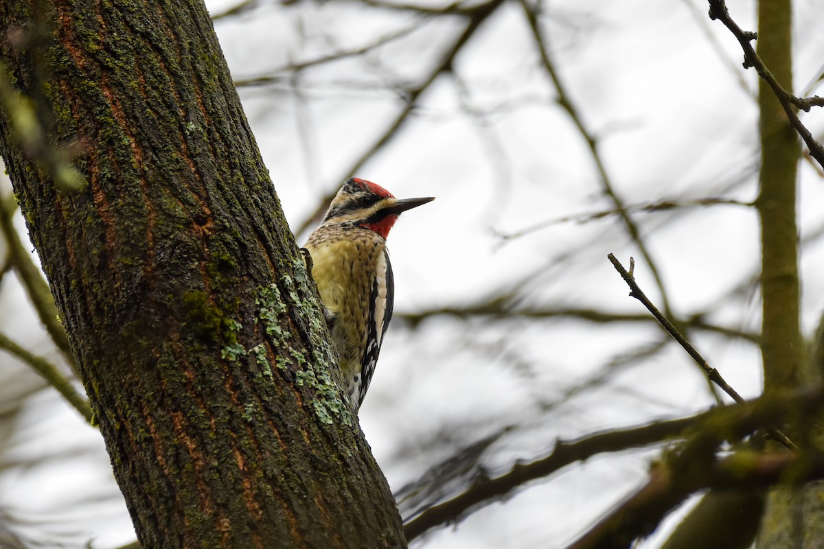 Yellow-bellied Sapsucker - ML645898954