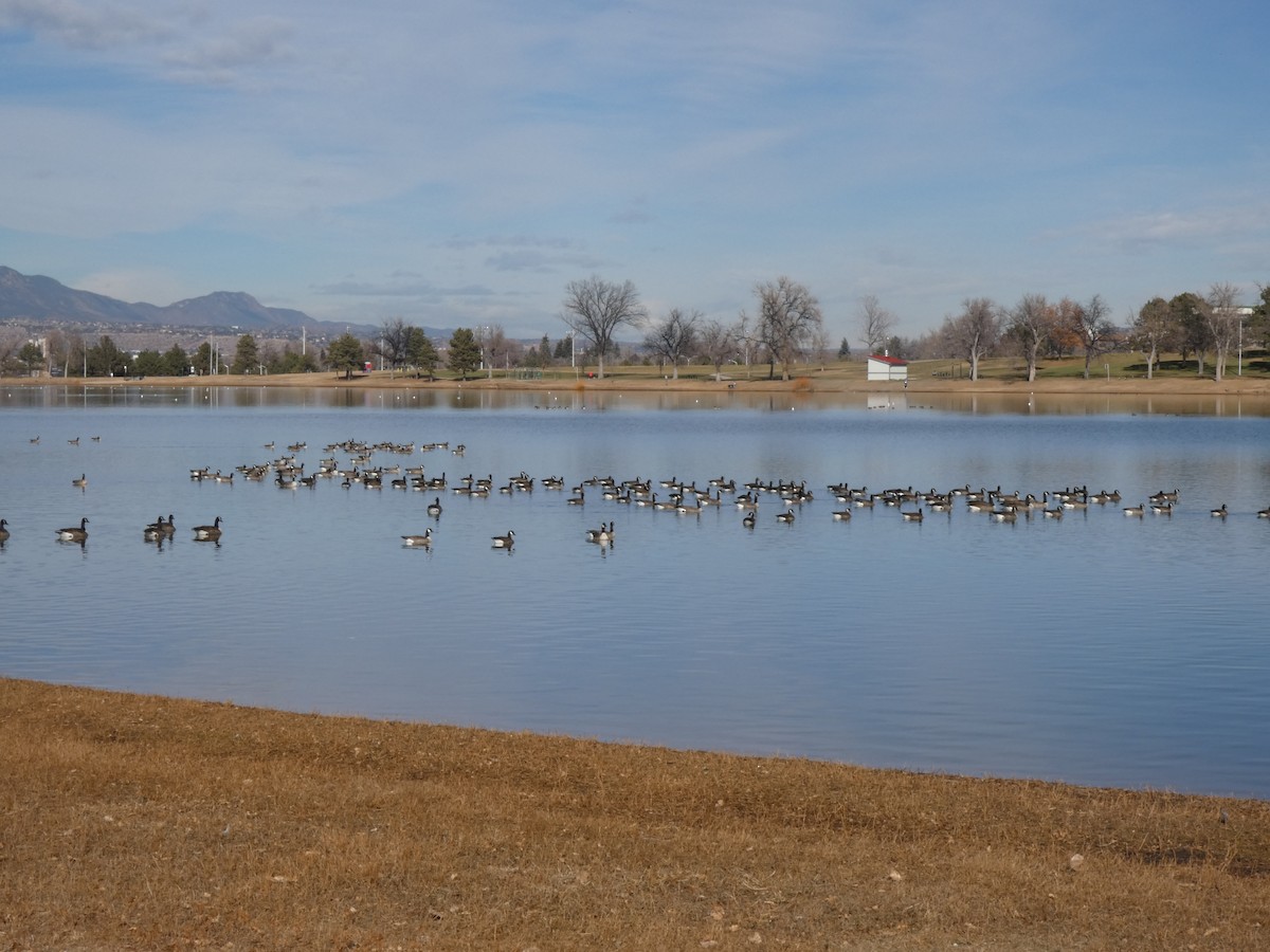 Canada Goose - ML645898957