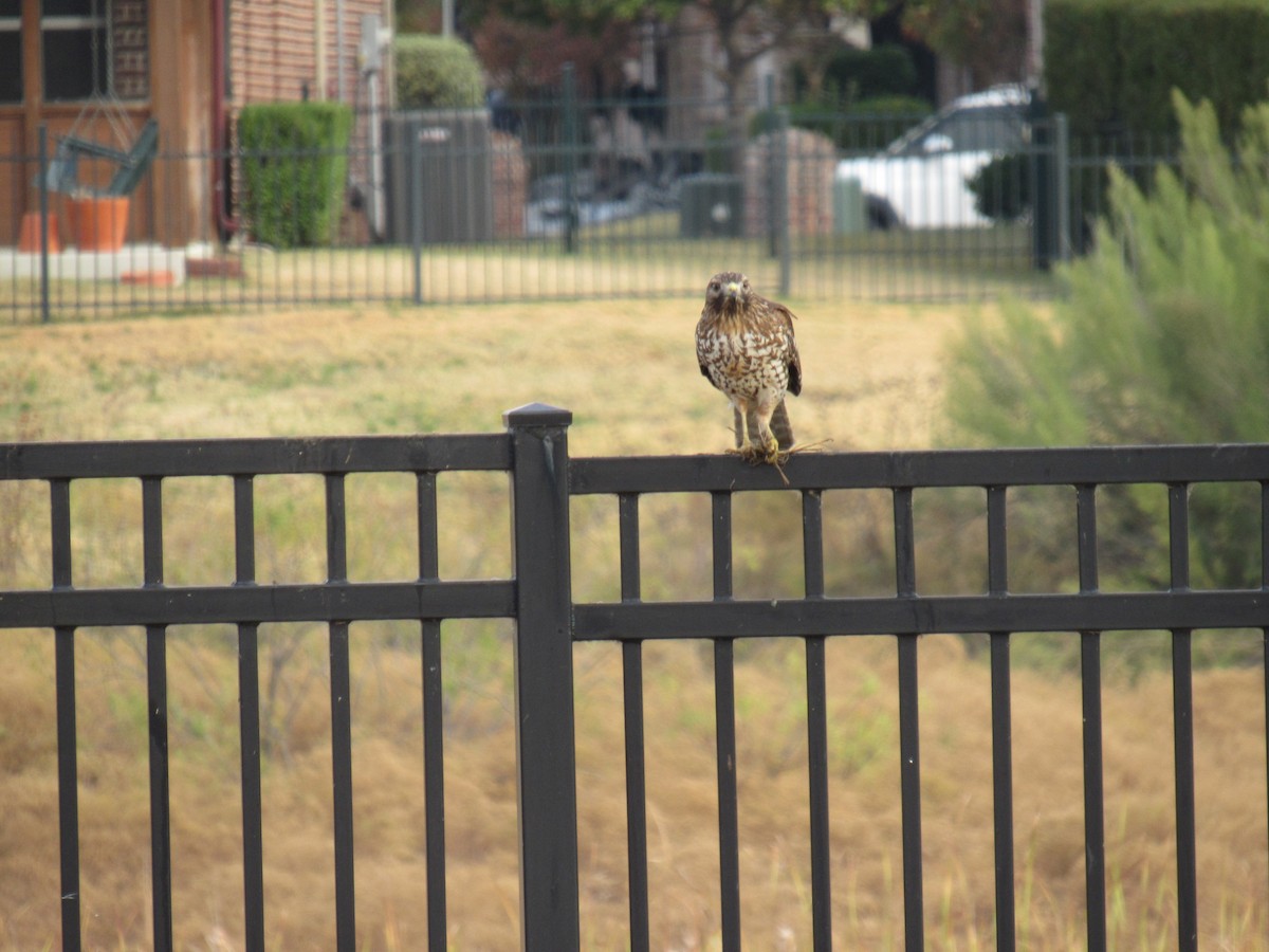 Red-shouldered Hawk - ML645898964