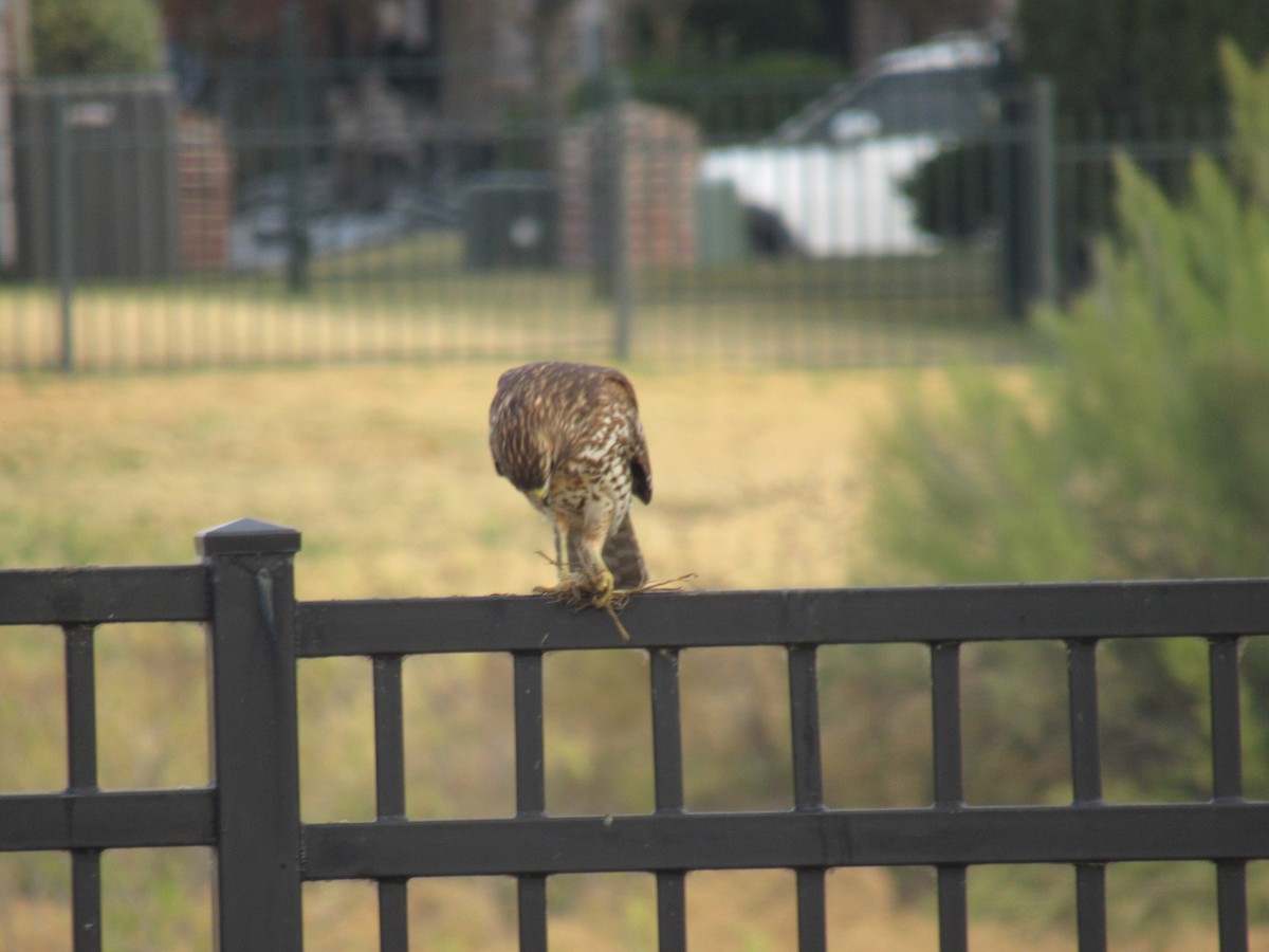 Red-shouldered Hawk - ML645898965