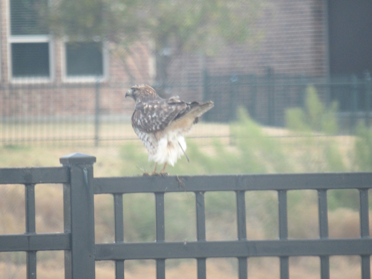 Red-shouldered Hawk - ML645898966