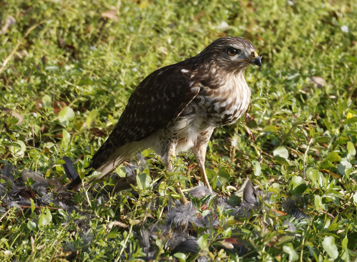 דורס יום בלתי-מזוהה (עקב) - ML645898977