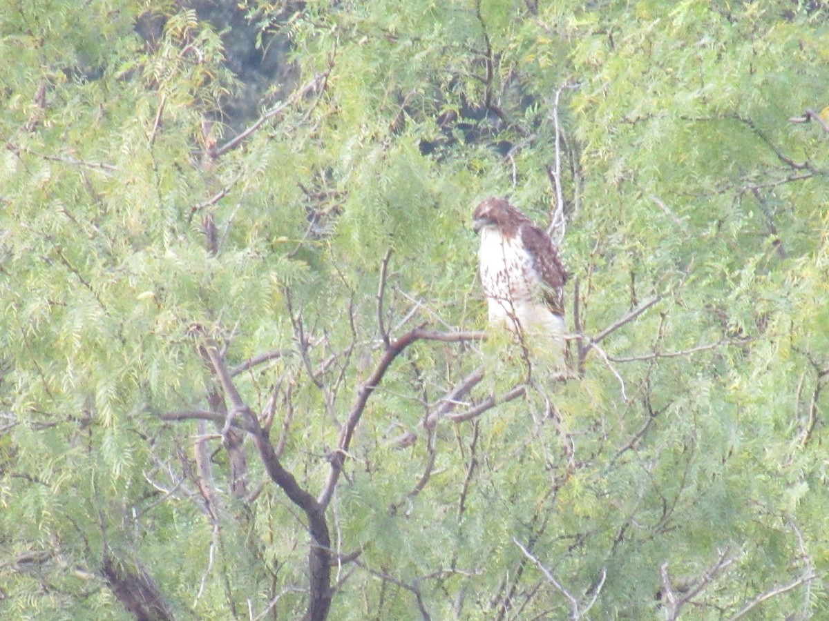 Red-tailed Hawk - ML645898992