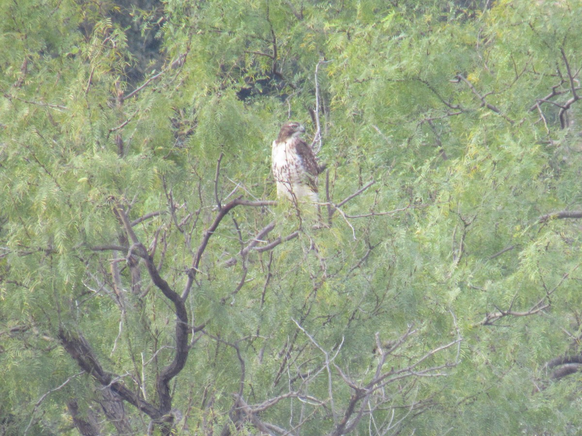 Red-tailed Hawk - ML645898993