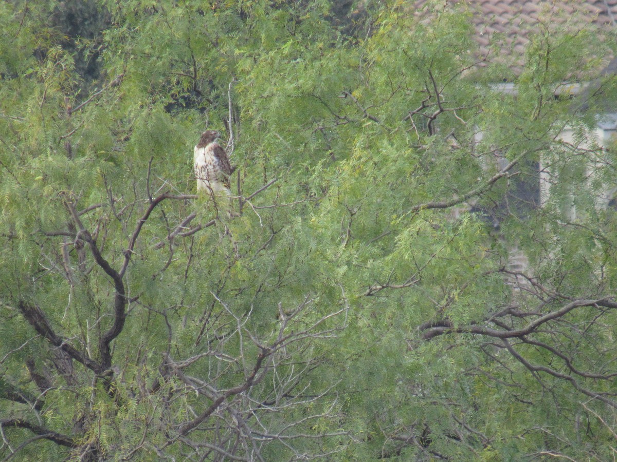 Red-tailed Hawk - ML645898994
