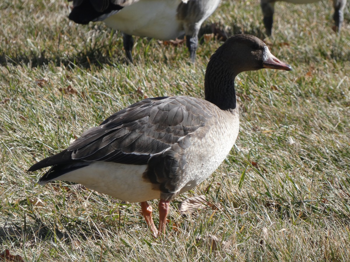 Greater White-fronted Goose - ML645899018