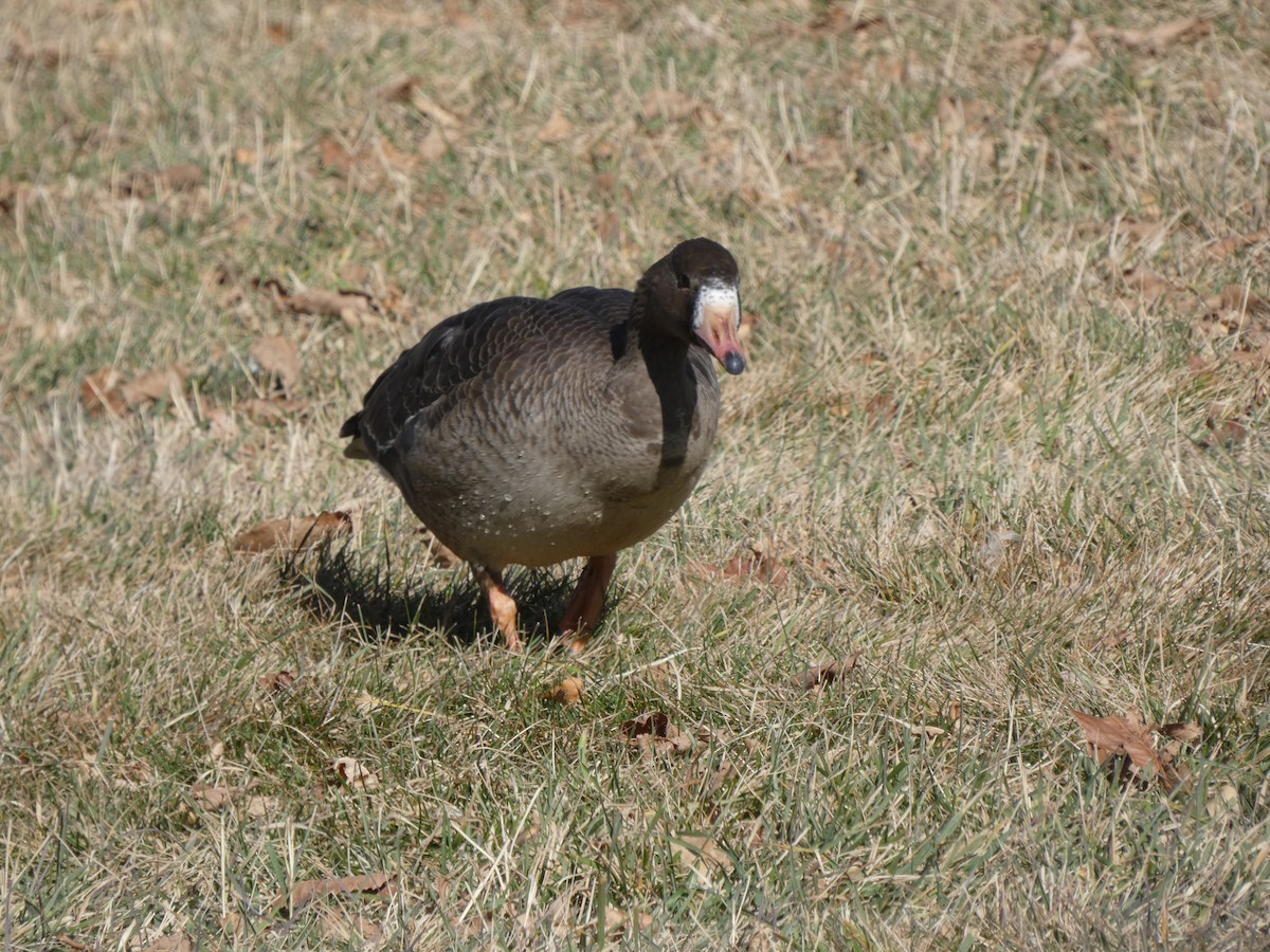 Greater White-fronted Goose - ML645899019