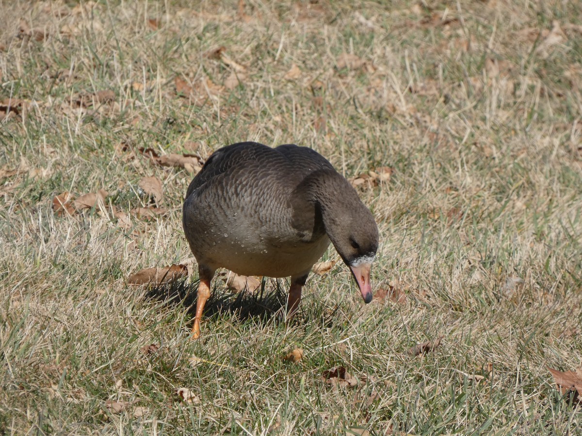 Greater White-fronted Goose - ML645899020