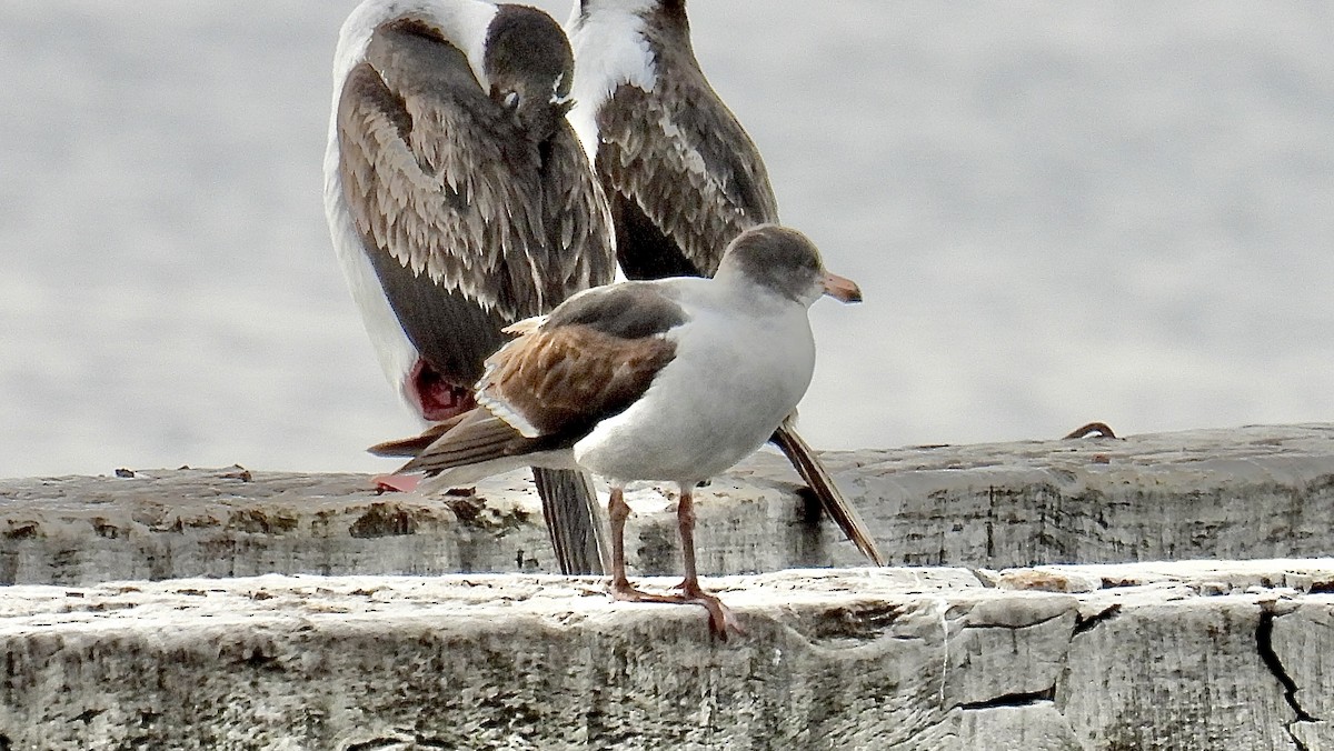 Dolphin Gull - ML645899031