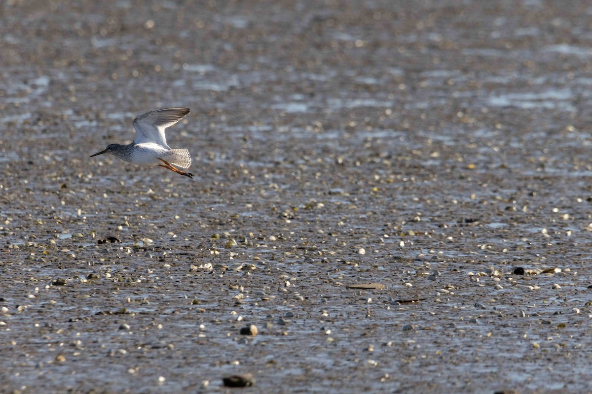 Common Redshank - ML645899038