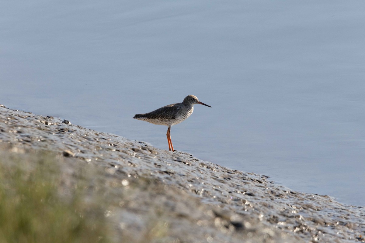 Common Redshank - ML645899039