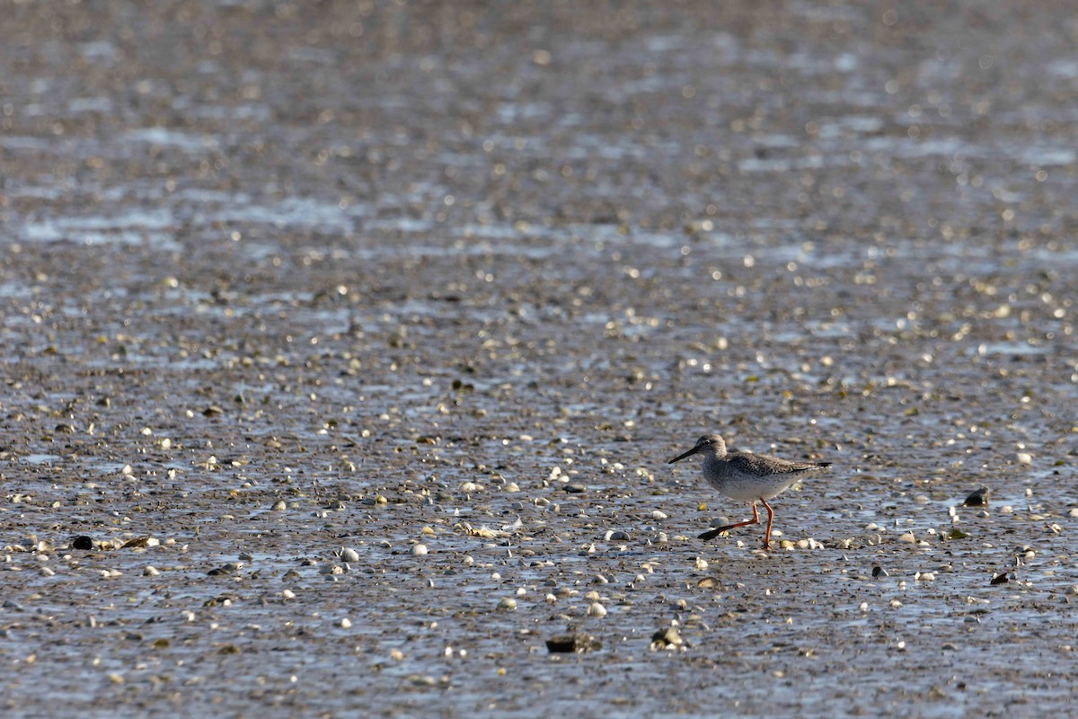 Common Redshank - ML645899040