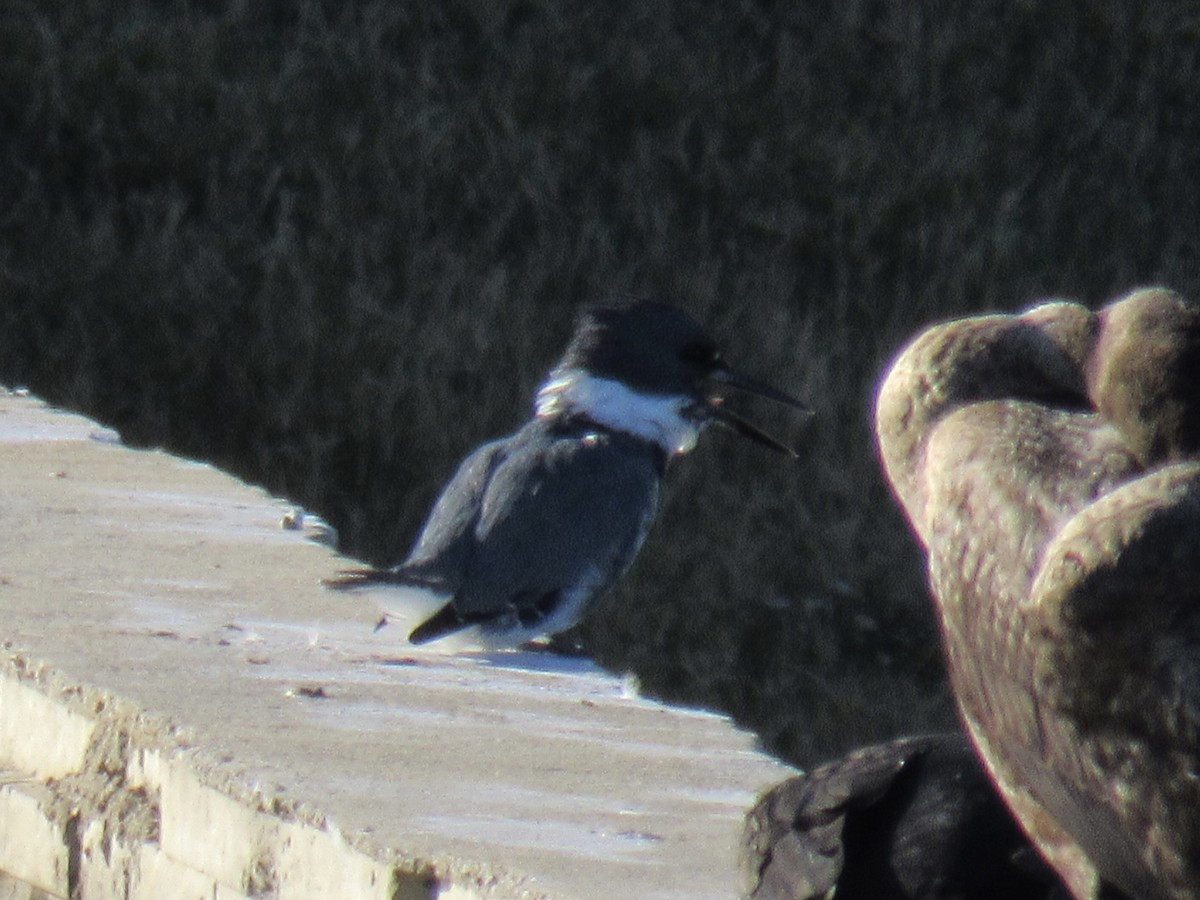 Belted Kingfisher - ML645899051