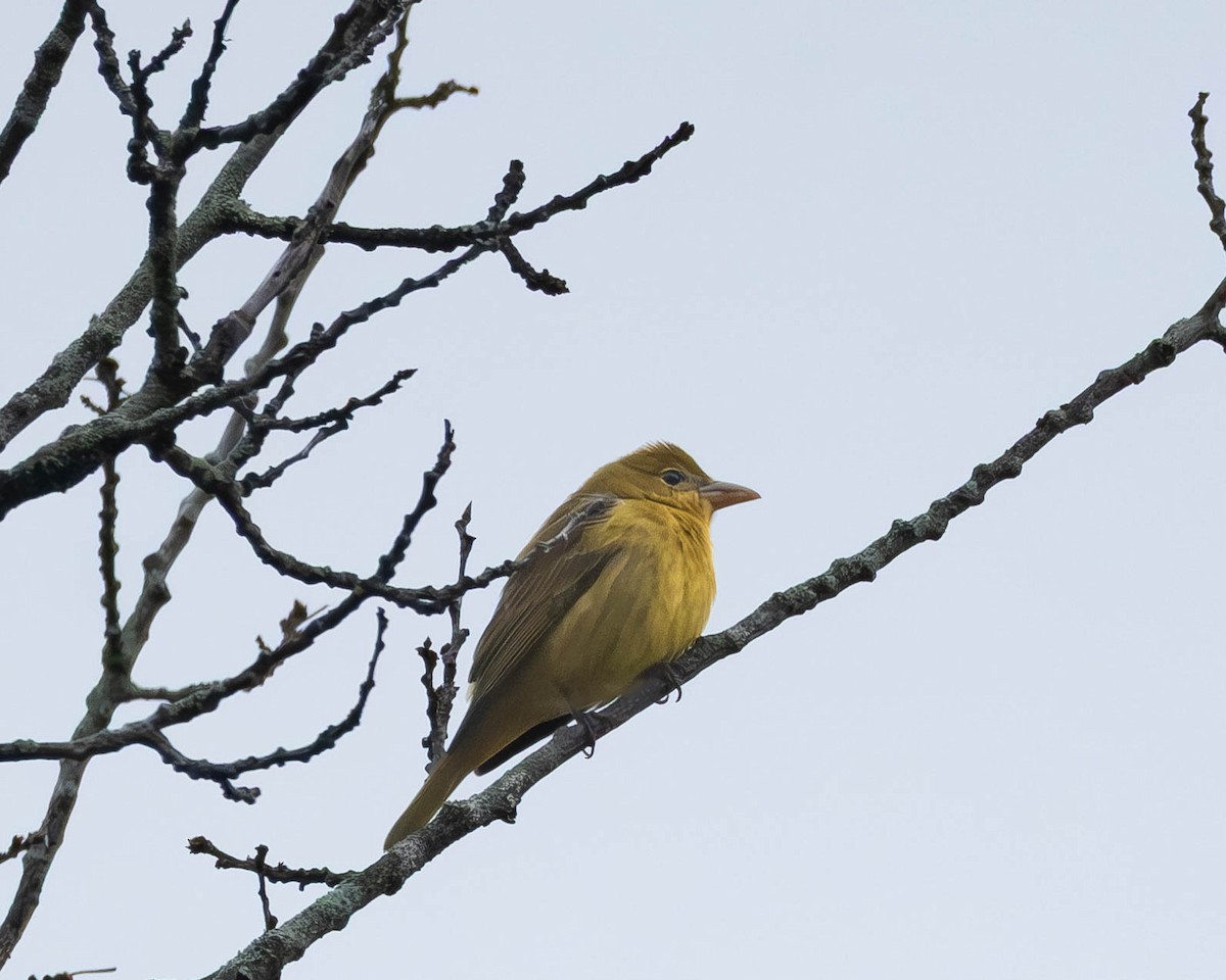 piranga ohnivá - ML645899056