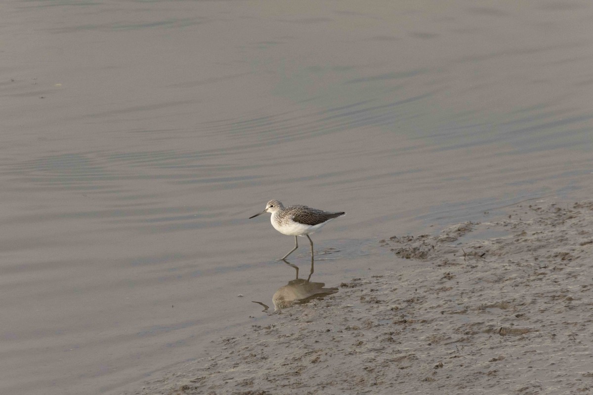 Common Greenshank - ML645899057