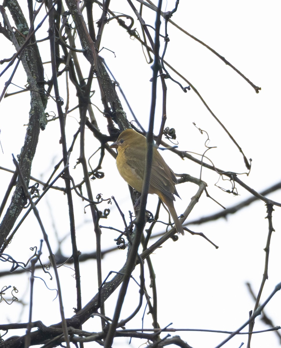 piranga ohnivá - ML645899058