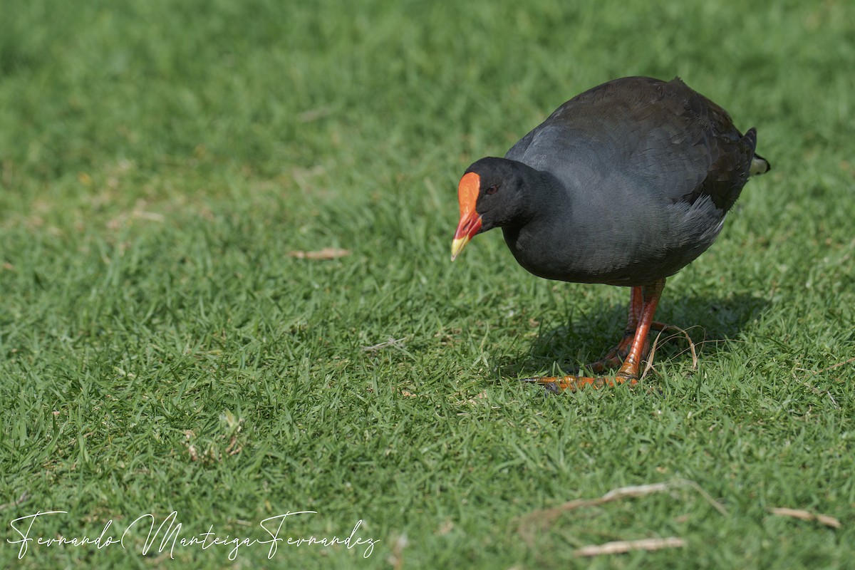 Dusky Moorhen - ML645899059