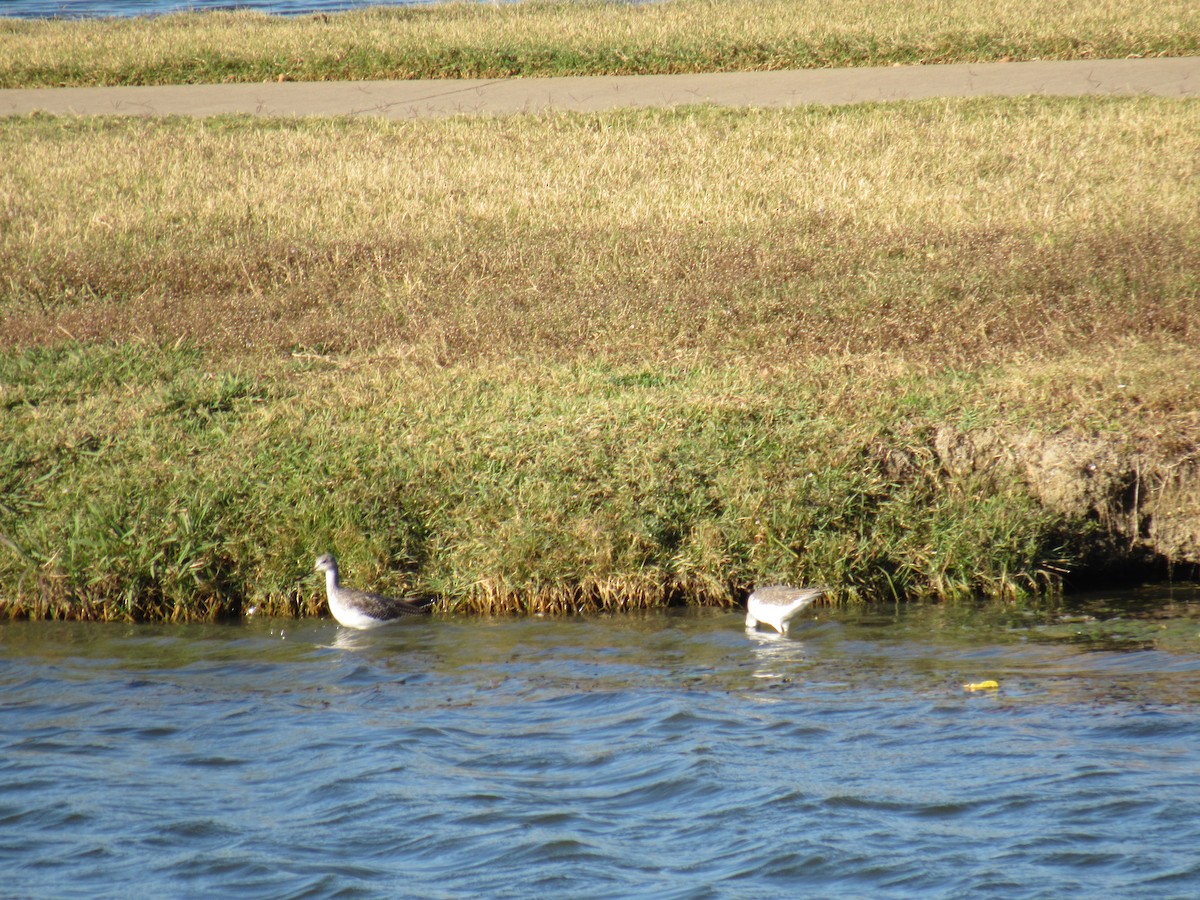 Greater Yellowlegs - ML645899067