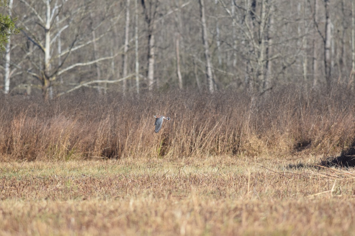 アメリカチョウゲンボウ - ML645899069