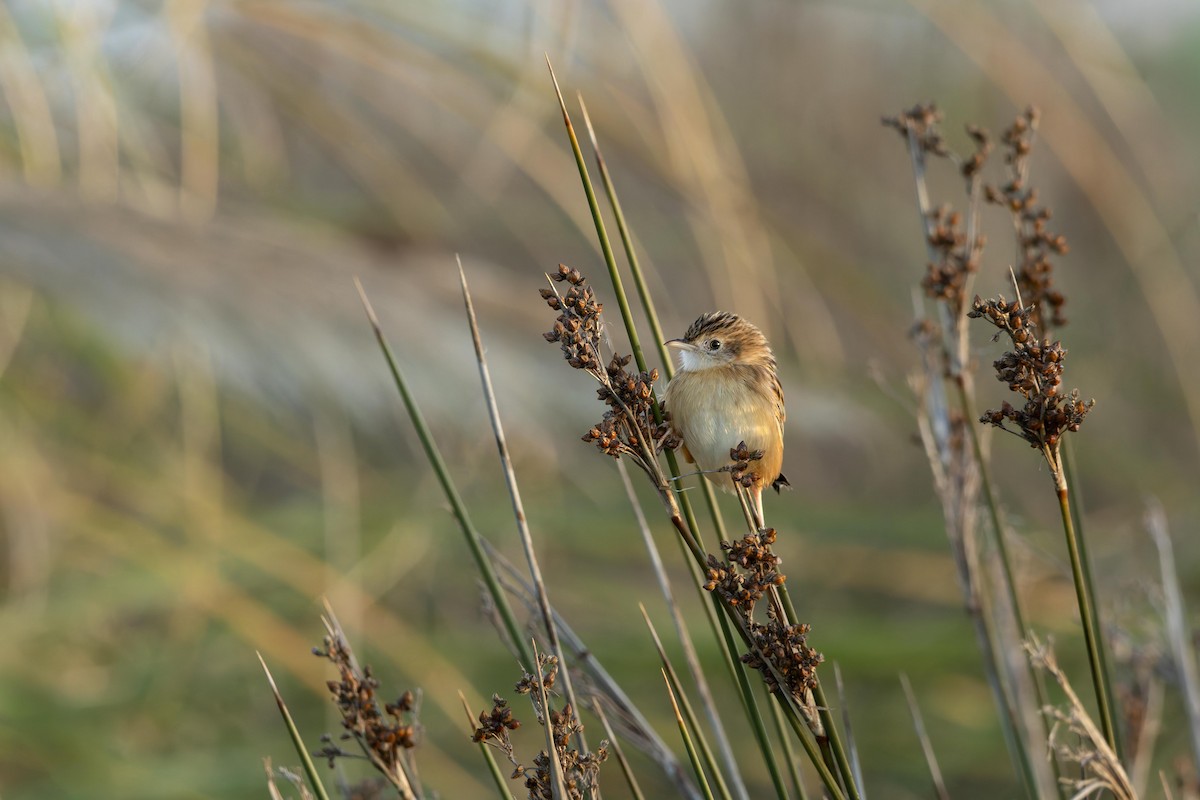 セッカ - ML645899071