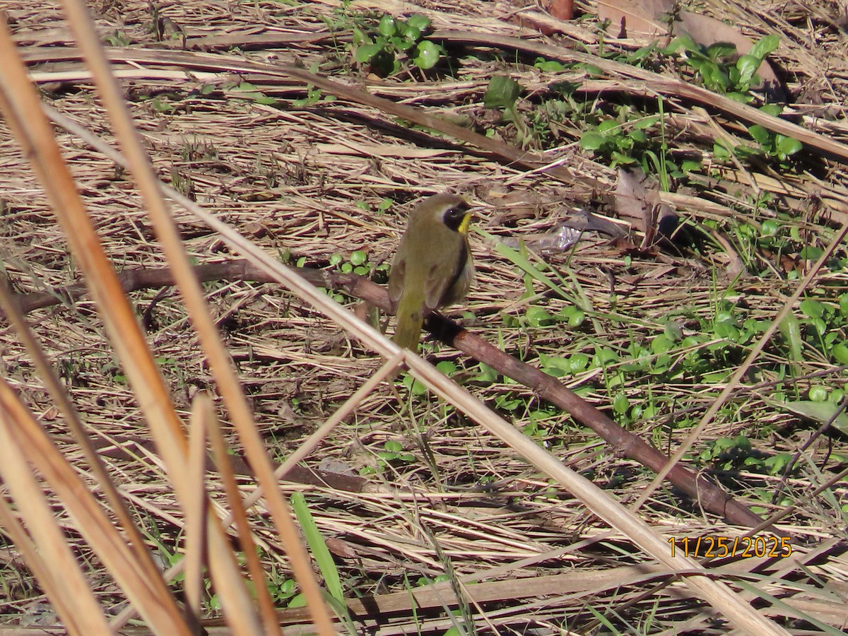 カオグロアメリカムシクイ - ML645899074