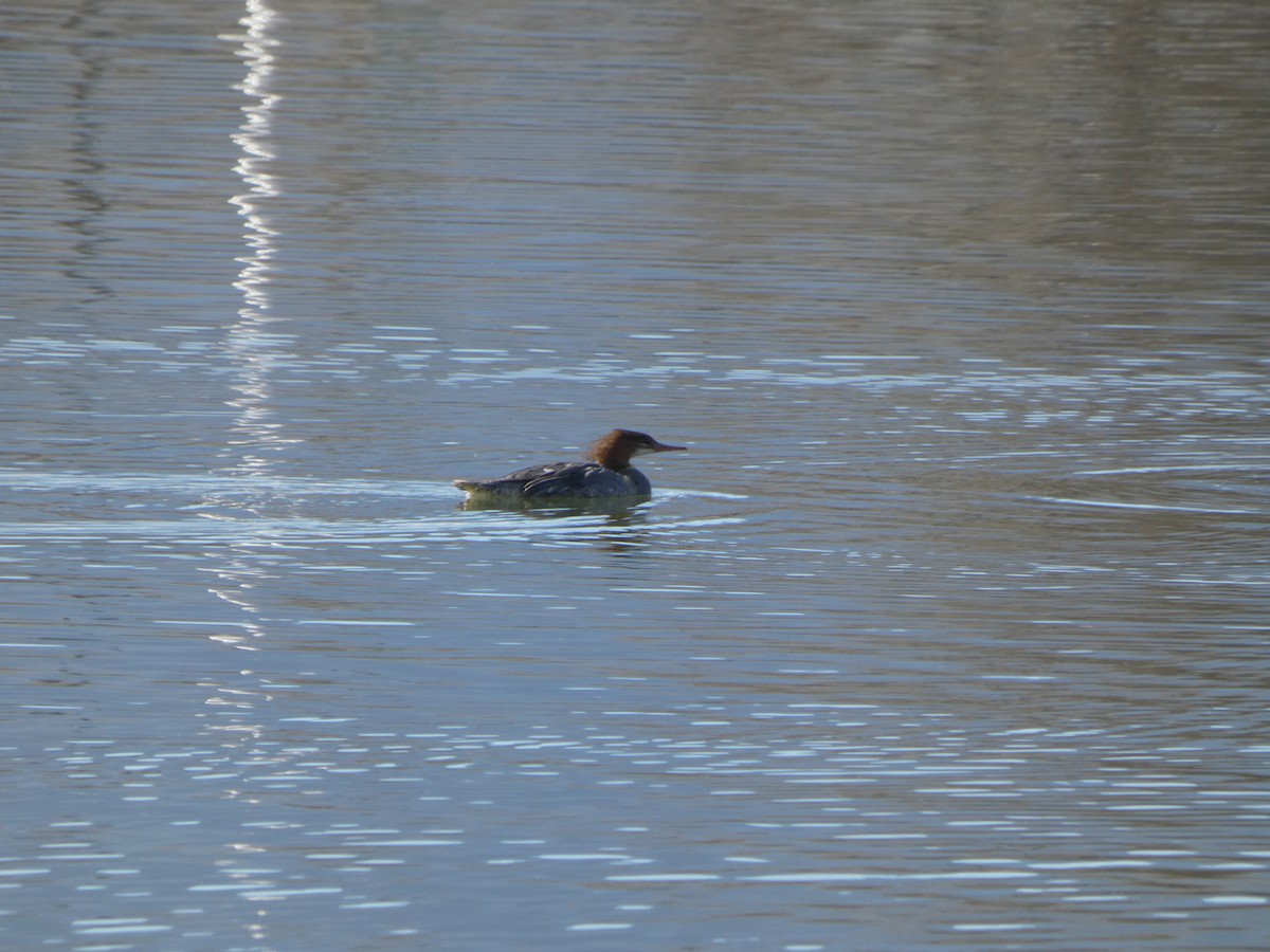 カワアイサ - ML645899076