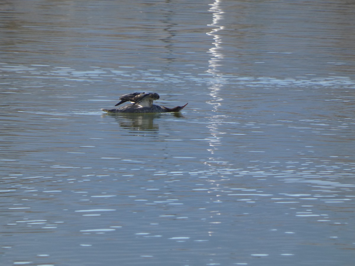 カワアイサ - ML645899077