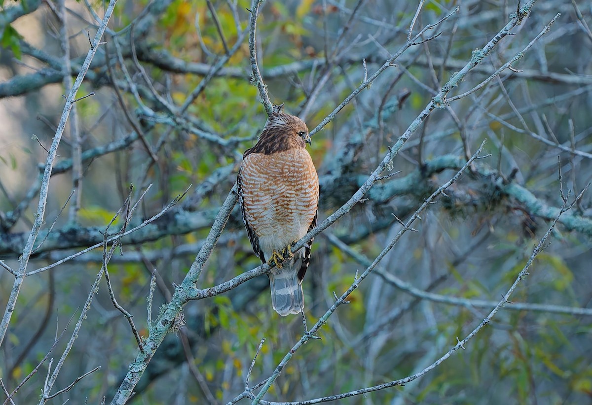 カタアカノスリ - ML645899078