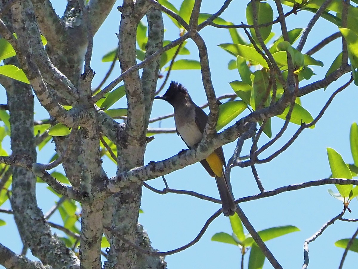 アフリカヒヨドリ - ML645899079