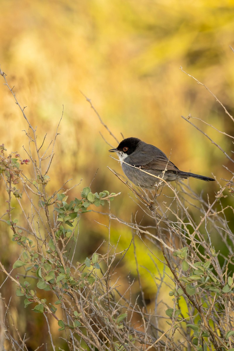 クロガシラムシクイ - ML645899080