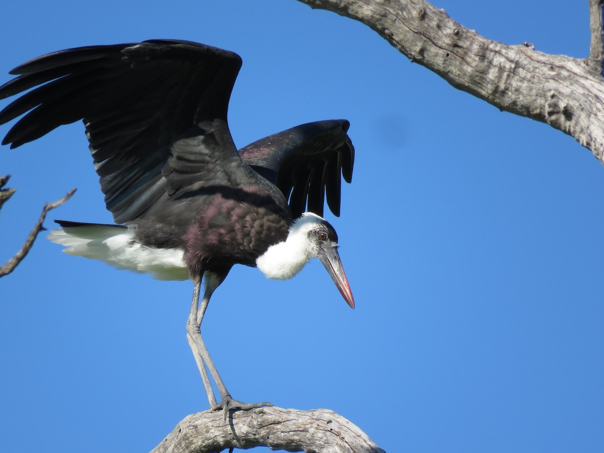 African Woolly-necked Stork - ML645899081