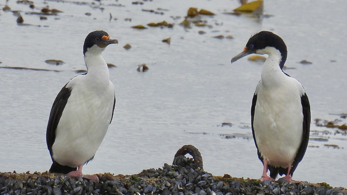 Imperial Cormorant (Imperial) - ML645899082