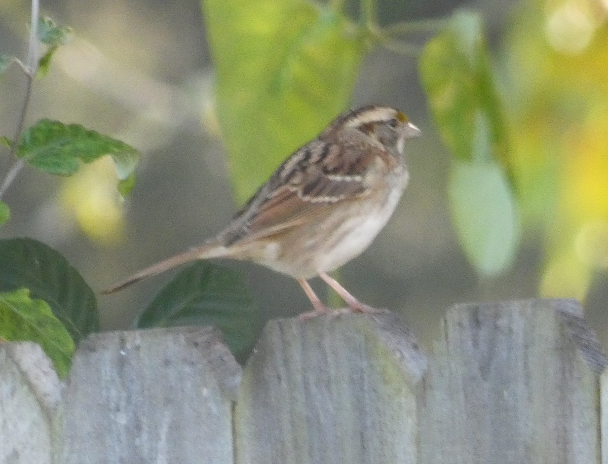 ノドジロシトド - ML645899083