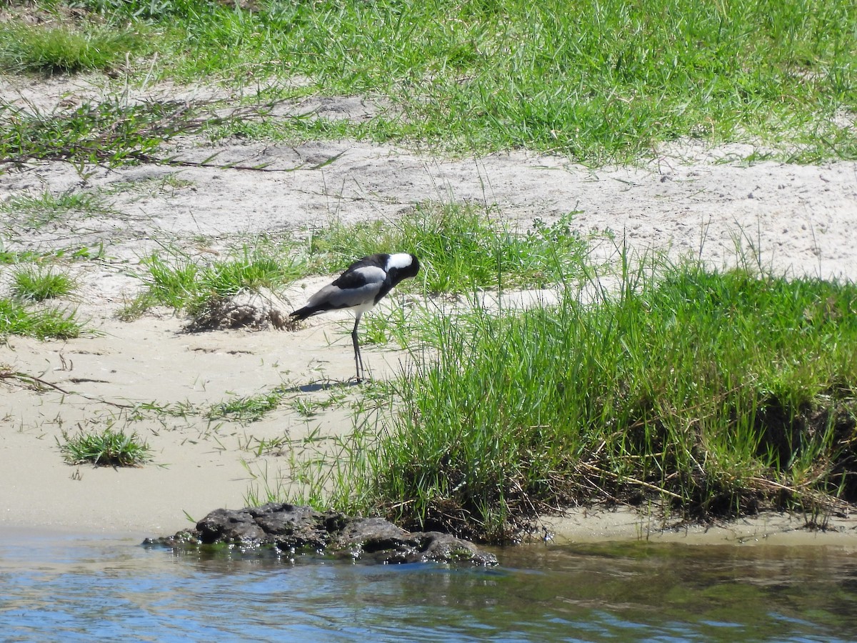 シロクロゲリ - ML645899091