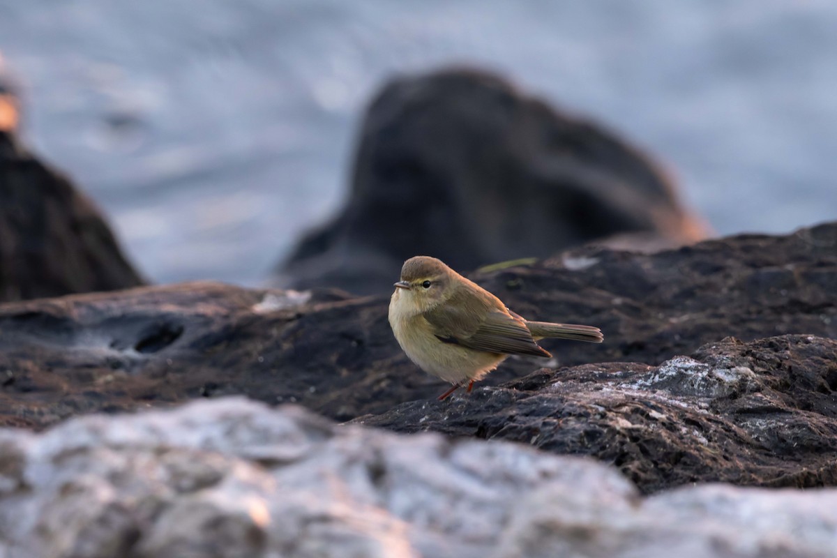 チフチャフ - ML645899092