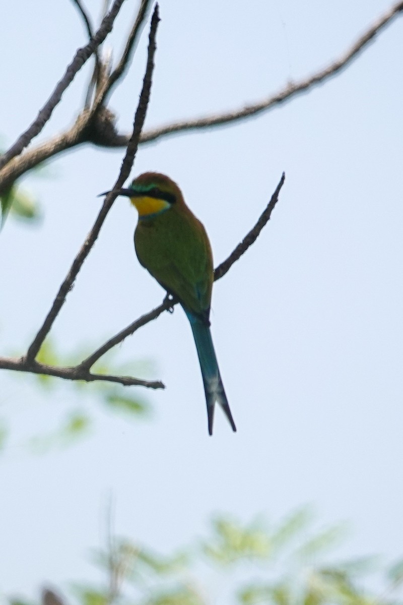 エンビハチクイ - ML645899093