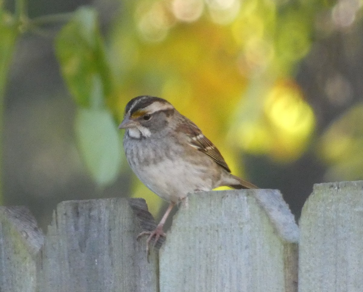 ノドジロシトド - ML645899094