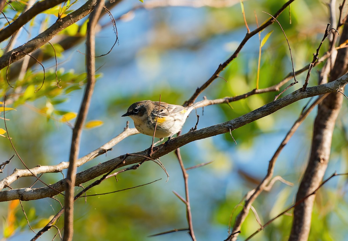 キヅタアメリカムシクイ - ML645899095