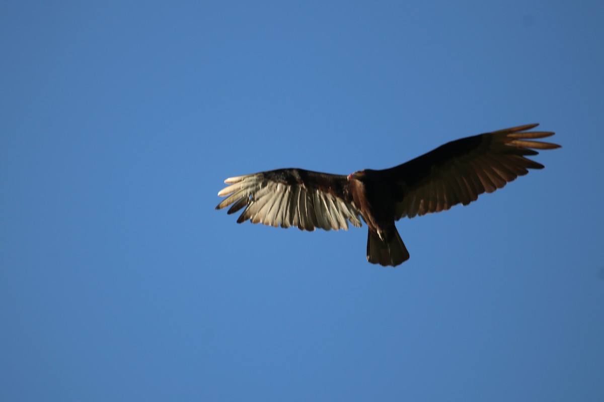 キガシラコンドル - ML645899096