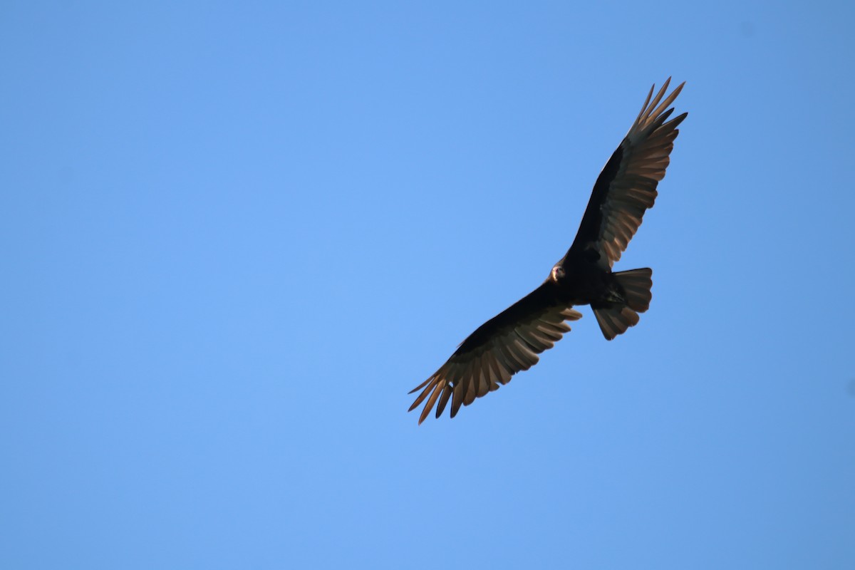 キガシラコンドル - ML645899097