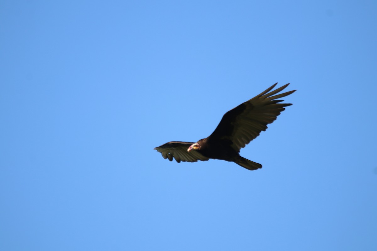 キガシラコンドル - ML645899098