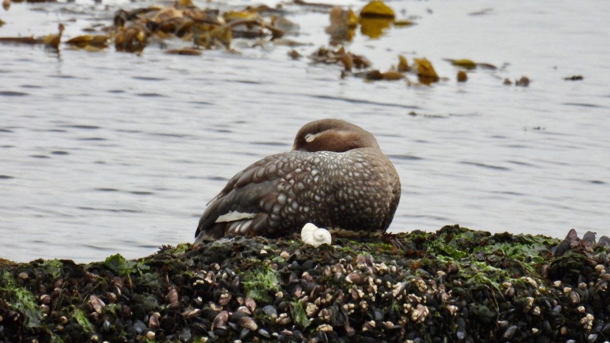 トビフナガモ - ML645899100