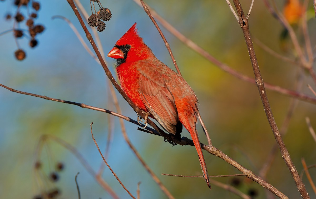 ショウジョウコウカンチョウ - ML645899101