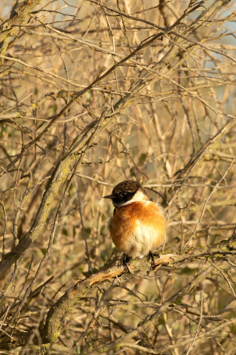European Stonechat - ML645899106