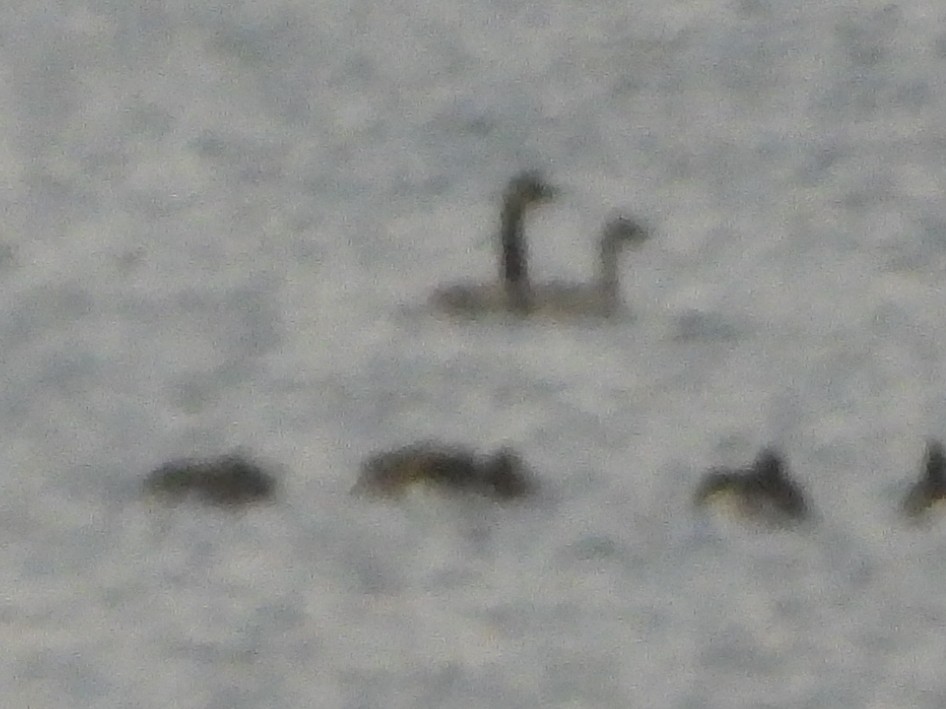 ハクガン - ML645899107