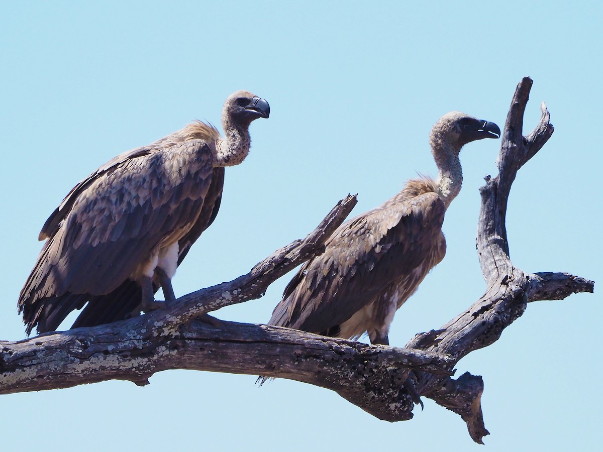 Ak Sırtlı Akbaba - ML645899110