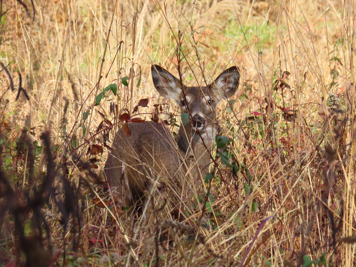 White-tailed Deer - ML645899111
