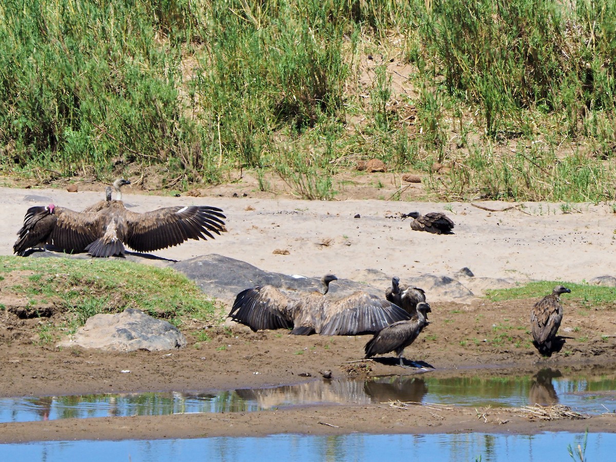Ak Sırtlı Akbaba - ML645899112