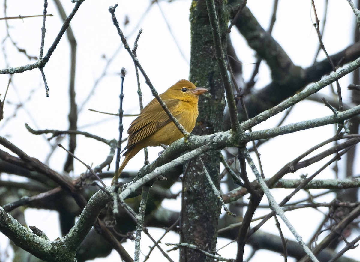 piranga ohnivá - ML645899119